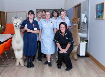 Nurses with Alpacas