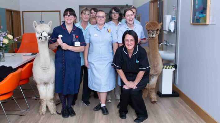 Nurses with Alpacas