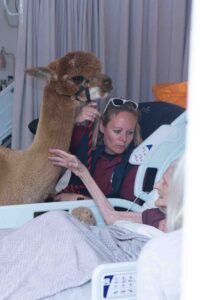 Alpaca and lady in a bed