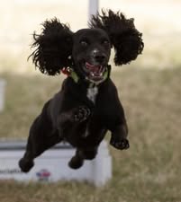 Black dog in the air 
