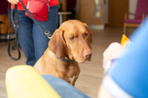 Dog looking at a treat