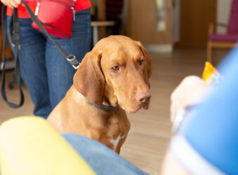Dog looking at a treat