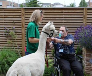Female and a male, in a wheelchair, with an Alpaca