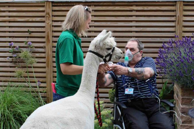 Female and a male, in a wheelchair, with an Alpaca
