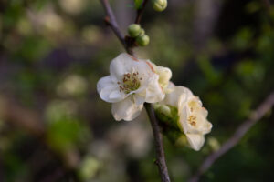 White flower