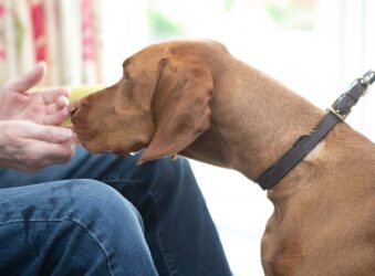 Brown dog and mans hands